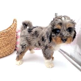 Basil (Yellow) - Tri-color male Bernedoodle puppy in Highland, Utah from Angel Pups Deluxe