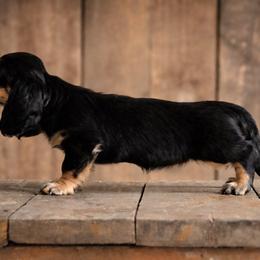 Luanne - Black and cream female Dachshund puppy in Momence, Illinois from Happy Little Doxies