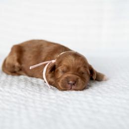 Muffin - Red  female Goldendoodle puppy in Meridian, Idaho from Country Club Doodles