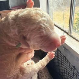 Green - Red  male Goldendoodle puppy in Arlington, Texas from Chambers Doodle Patch