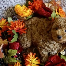 Rusty - Parti male Goldendoodle puppy in Davie, Florida from Miami Mini Doodles