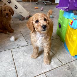 Macchiato - Apricot male Goldendoodle puppy in Sugarcreek, Ohio from True Hearted Doodles