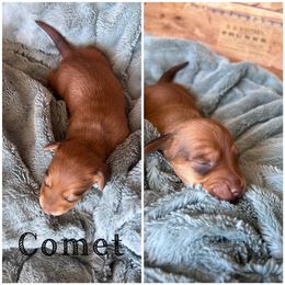 Dachshund Puppies from De’s Doxies