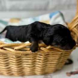Justice - Black and cream female Dachshund puppy in Three Rivers, Michigan from Michiana Dachshunds