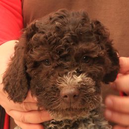 Roman - Lagotto Romagnolo