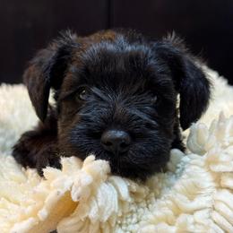 Angelica - Black female Miniature Schnauzer puppy in Bullard, Texas from Black Gold Miniature Schnauzers