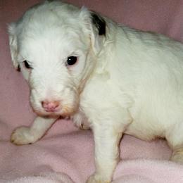 Lily - White female Sheepadoodle puppy in Bellevue, Iowa from Fluffy Wonders Poms and Doodles