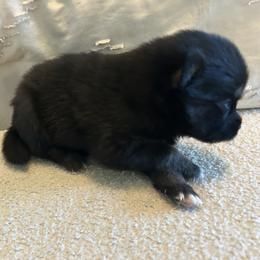Oreo - Wolf sable male Pomsky puppy in Pasco County, Florida from Pomsky Hills