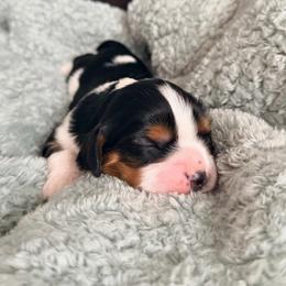 Olive - Tri-color female Cavalier King Charles Spaniel puppy in De Soto, Missouri from Blooming Cavaliers