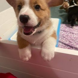 Pembroke Welsh Corgis from Family Corgis NC