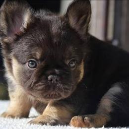 Baby boo - Black and tan male Pekingese puppy in Winter Haven, Florida from Polk County Peekapoos