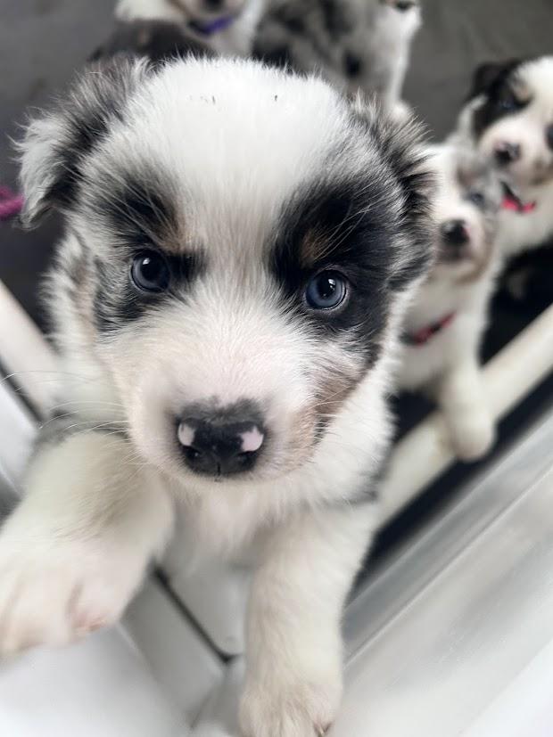 Texas Shepard In the Piney Woods ETX in Texas | Australian Shepherd puppies | Good Dog