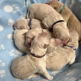 Golden Retriever Puppies from Ruff Life Goldens