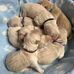 Golden Retriever Puppies from Ruff Life Goldens