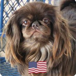Sally - Pekingese