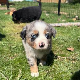 Maple - Blue merle female Miniature Australian Shepherd puppy in Medical Lake, Washington from MAS Gone Rogue