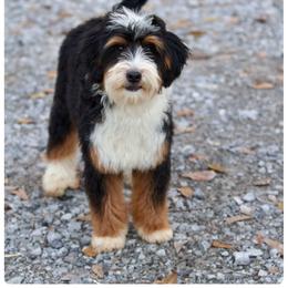 Palmer - Bernedoodle