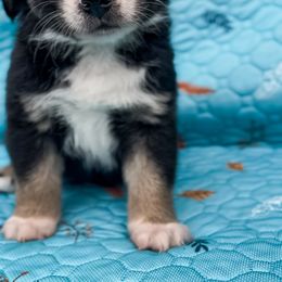 Boy 3 - Black tri male Miniature Australian Shepherd puppy in Helmville, Montana from CKO Country Road Aussies