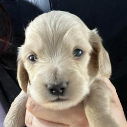 Skipper Boy 2 - Cream male Dachshund puppy in Bigfork, Minnesota from Dachshunds Up North