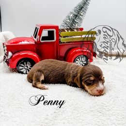 Penny - Chocolate and cream female Dachshund puppy in Prairieville, Louisiana from Southern Barron Danes & Dachshunds