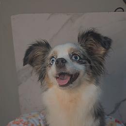 Luna - Blue merle female Toy Australian Shepherd puppy in Bethany, Oklahoma from Donna's Toy & Mini Aussies