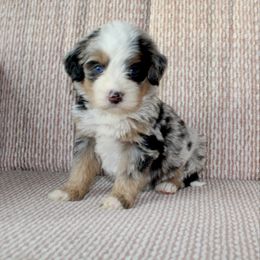 Holly --MERLE TRI - Blue merle female Bernedoodle puppy in Apple Creek, Ohio from Arlene Hershberger