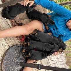 French Bulldog and German Pinscher Puppies from Dream Dior Frenchies & Chapel Heights German Pinschers