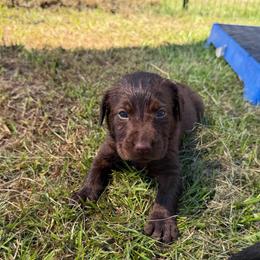 Marnie - Chocolate female Labrador Retriever puppy in Carriere, Mississippi from Cajun Water Retrievers