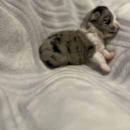 Miniature Australian Shepherd and Toy Australian Shepherd Puppies from Cherry Grove Kennel