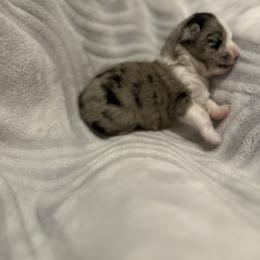 Miniature Australian Shepherd and Toy Australian Shepherd Puppies from Cherry Grove Kennel