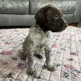 Honey - Liver and white female German Shorthaired Pointer puppy in Hot Springs, Virginia from Thunder Mountain Gun Dogs