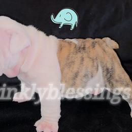 Beau - Red brindle and white male Bulldog puppy in Granville, Iowa from Wrinkly Blessings English Bulldogs