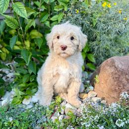 Rocket - Yellow and white male Bernedoodle puppy in Midland, Michigan from Northern Charm Farm
