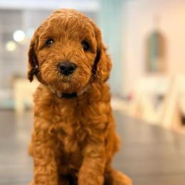 Finnick - Red  male Goldendoodle puppy in Macclenny, Florida from Baker County Goldendoodles