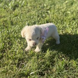 Girl 2 - White female Shihpoo puppy in Junction, Utah from Sugar Doodles