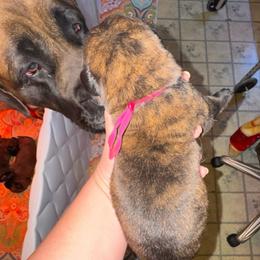 Felicity - Brindle female Mastiff puppy in Carthage, Missouri from Mama’s Mastiffs