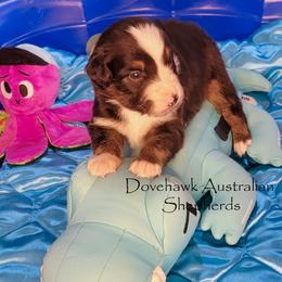Alto - Black tri-color male Australian Shepherd puppy in Tijeras, New Mexico from Dovehawk Australian Shepherds