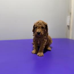 Goose - Red  male Poodle puppy in Bells, Texas from Partridge Doodles and Poodles