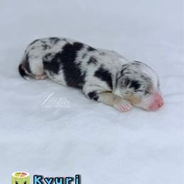 Kyuri - Blue merle male Australian Shepherd puppy in Jonesborough, Tennessee from Lotus Australian Shepherds