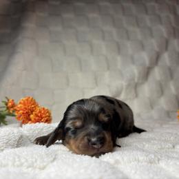 Merry - Dapple male Dachshund puppy in Murrieta, California from Dash of Love
