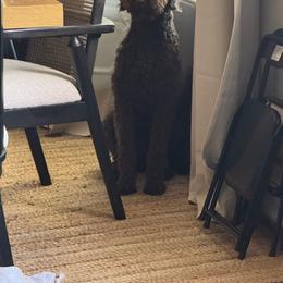 Double Doodle, Goldendoodle, and Labradoodle All Grown Up from Godley Doodles Of Texas