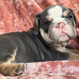 Samantha - Blue tri-color female Bulldog puppy in Seattle, Washington from mama Myra bulldogs
