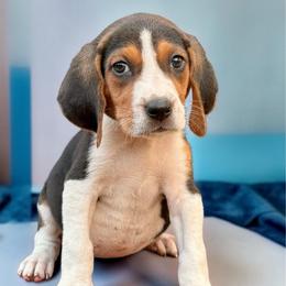 Blue girl - Tri-colored female Treeing Walker Coonhound puppy in Lovelady, Texas from 3 Color Kennel