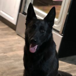 Sky - German Shepherd