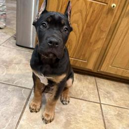 Bluey - Chestnut brindle male Cane Corso puppy in Choctaw, Oklahoma from Emerald Cane Corso