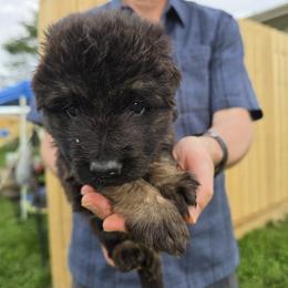 Signal - Black and red male German Shepherd puppy in Columbus, Indiana from Stony Lonesome GSD