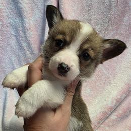 Girl 1 - Red female Pembroke Welsh Corgi puppy in Middleburg, Florida from Mulkeys Little Corgis