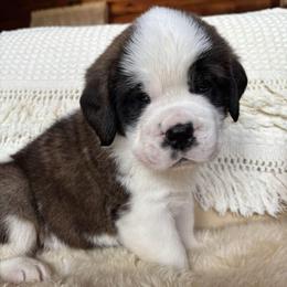 Red Collar - Brown and white female Saint Bernard puppy in New York from Johnson Farms