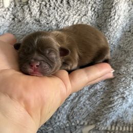 Cowboy Woody - Chocolate male Shih Tzu puppy in Las Vegas, Nevada from Vegas Shih Tzus