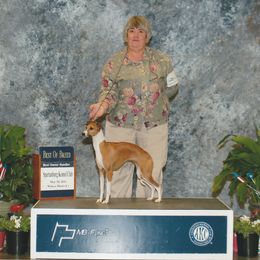 Italian Greyhound All Grown Up from Uwharrie